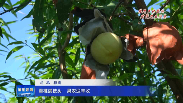 【推進(jìn)鄉(xiāng)村振興?建設(shè)農(nóng)業(yè)強(qiáng)縣】雪桃滿枝頭?