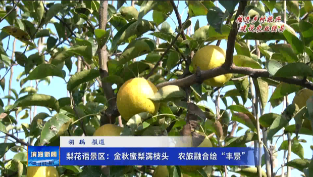 【推進(jìn)鄉(xiāng)村振興?建設(shè)農(nóng)業(yè)強(qiáng)縣】梨花語景區(qū)：金