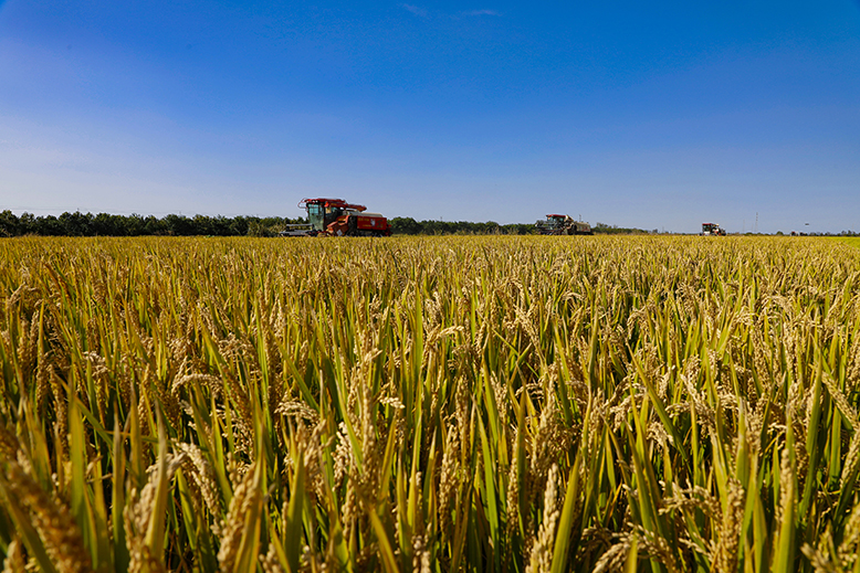 濱淮農(nóng)場(chǎng)全力推進(jìn)水稻收割