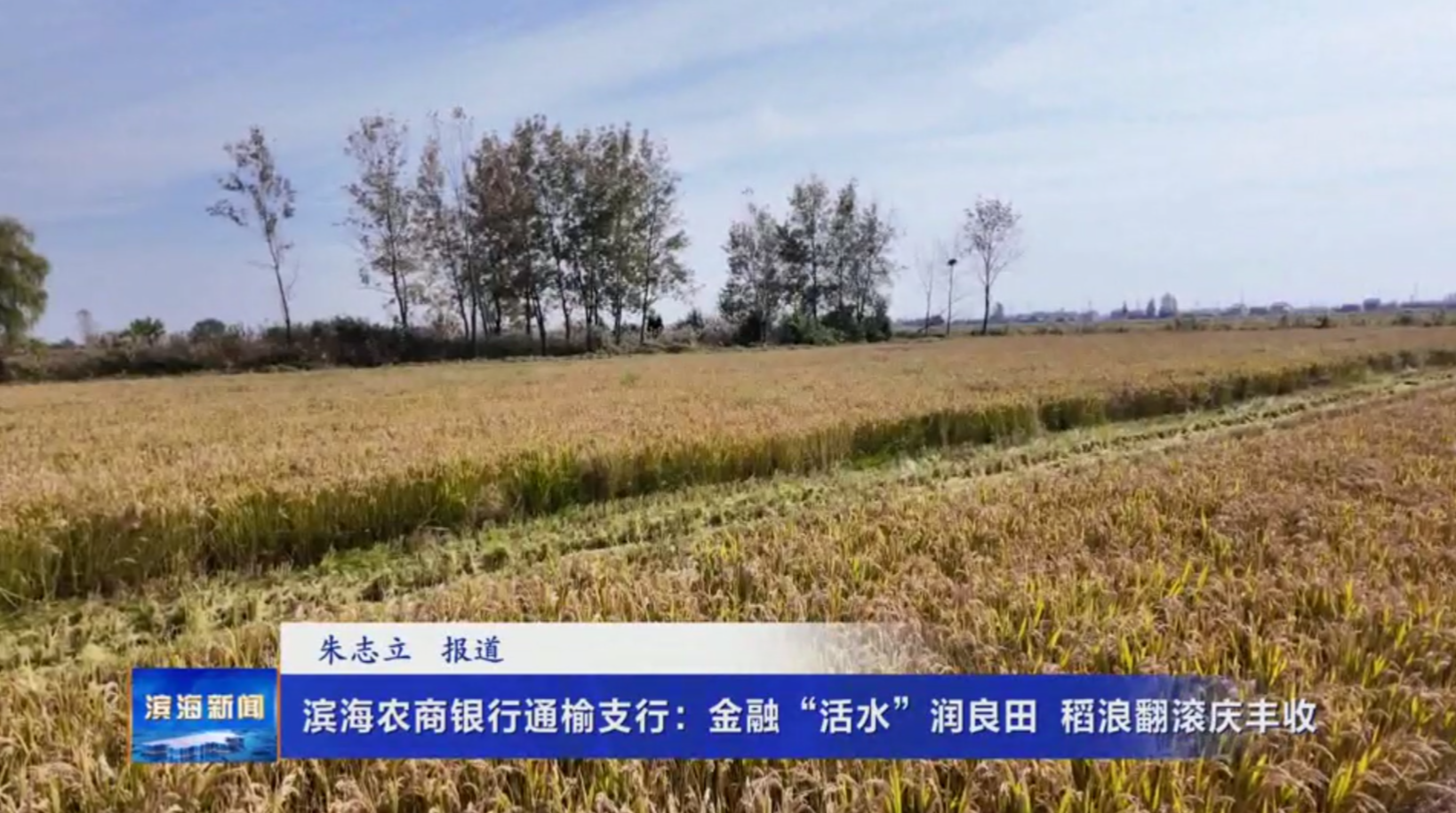 濱海農(nóng)商銀行通榆支行：金融“活水”潤良田稻浪