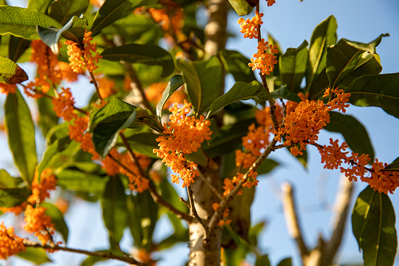 南湖公園桂花競(jìng)相綻放