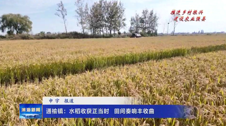 【推進(jìn)鄉(xiāng)村振興?建設(shè)農(nóng)業(yè)強(qiáng)縣】通榆鎮(zhèn)：水稻收