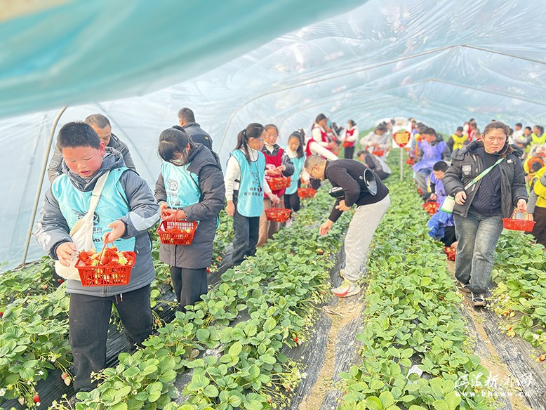 趣農(nóng)草莓園內(nèi)體驗采摘樂趣